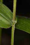 Bosc's panicgrass